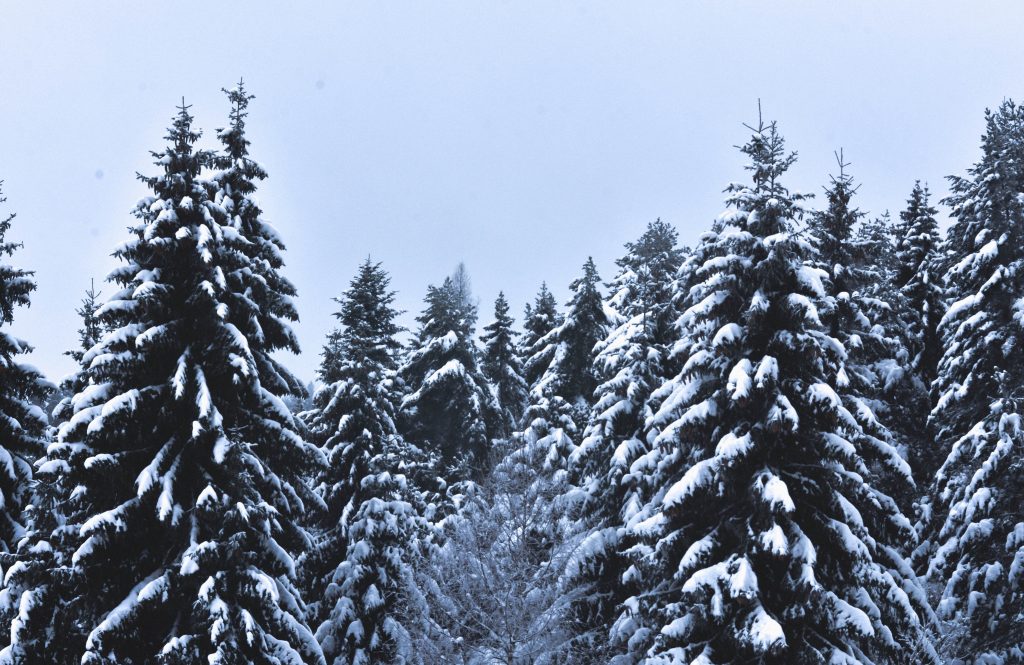 Foret-de-sapins